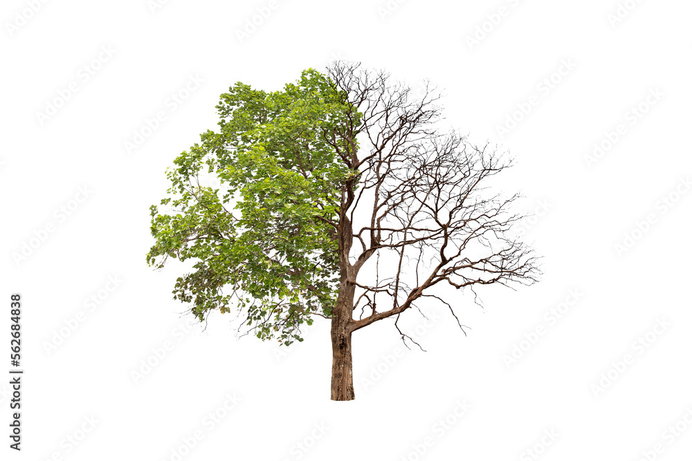 Sticker concept of doubleness. dead tree on one side and living tree on the different side. isolated on a wh