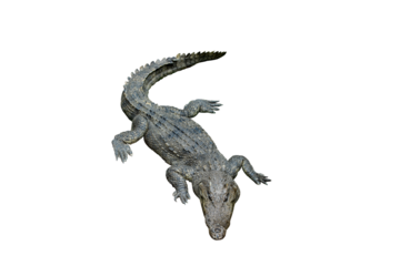 Thai freshwater crocodile or Siamese crocodile (Crocodylus siamensis), top view, isolated on white background.