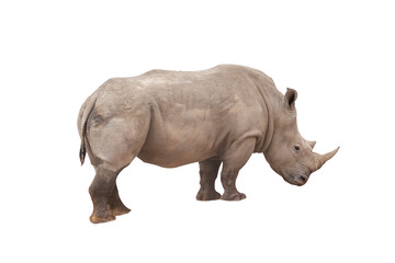 Rhinoceros isolated on White Background. Close up view of a white rhinoceros also called square-lipped rhinoceros, Ceratotherium simum species. Massive animal in dirty  during a sunny day.