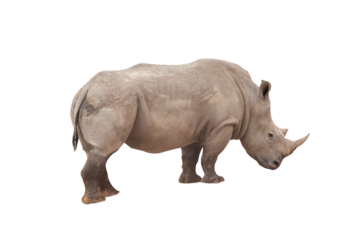 Rhinoceros isolated on White Background. Close up view of a white rhinoceros also called square-lipped rhinoceros, Ceratotherium simum species. Massive animal in dirty  during a sunny day.