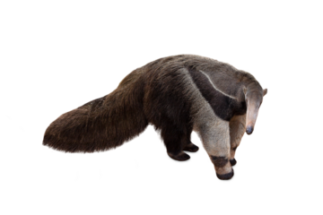 Giant anteater isolated on White Background. Anteater, cute animal from Brazil. Giant Anteater, Myrmecophaga tridactyla, animal with long tail ane long nose, Wildlife scene from wild nature.