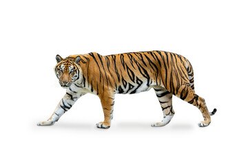 Royal Tiger (P. t. corbetti) isolated on white background, combined clipping path. Tiger staring at prey, hunter concept. - obrazy, fototapety, plakaty