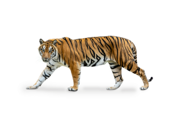 Royal Tiger (P. t. corbetti) isolated on white background, combined clipping path. Tiger staring at prey, hunter concept.