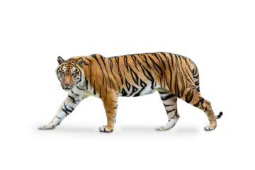 Foto auf Acrylglas Antireflex Royal Tiger (P. t. corbetti) isolated on white background, combined clipping path. Tiger staring at prey, hunter concept. © Gan