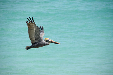 Pelican in flight over the ocean