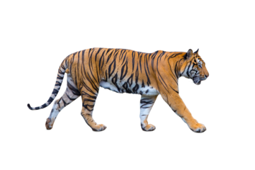 Royal Tiger (P. t. corbetti) isolated on white background, combined clipping path. Tiger staring at prey, hunter concept.