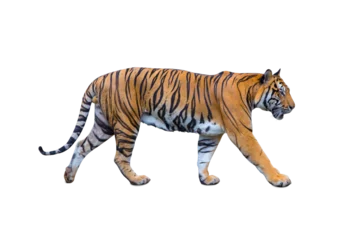 Fototapeten Royal Tiger (P. t. corbetti) isolated on white background, combined clipping path. Tiger staring at prey, hunter concept. © Gan