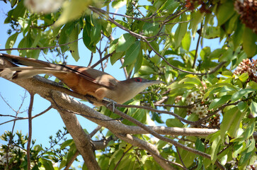 Cuban cuckoo perching in a tree