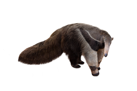 Giant anteater isolated on White Background. Anteater, cute animal from Brazil. Giant Anteater, Myrmecophaga tridactyla, animal with long tail ane long nose, Wildlife scene from wild nature.