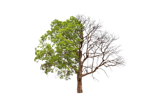 Concept of doubleness. Dead tree on one side and living tree on the different side. Isolated on a white background.