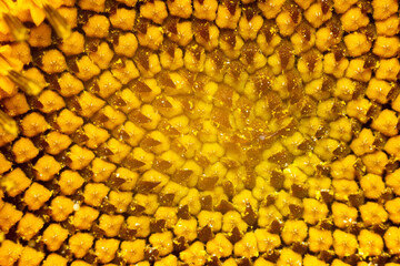 Sunflower plant, macro photography of the texture of abstract nature and organic background. The sunflower is in bloom.