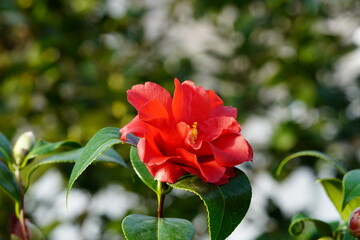 ツバキ科　勝子姫