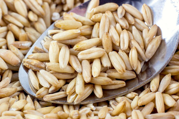 Natural dry oats seeds in metal spoon close up.
