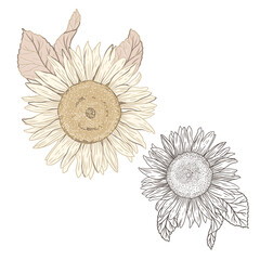 Blooming sunflowers vector hand drawn sketch illustration
