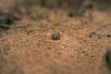 Small frog in the sand close up