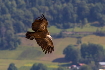 Griffon Vulture (Gyps fulvus) lives on rocky and mountainous terrain, and builds nests on rocks.