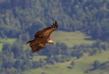 Griffon Vulture (Gyps fulvus) lives on rocky and mountainous terrain, and builds nests on rocks.