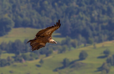 Griffon Vulture (Gyps fulvus) lives on rocky and mountainous terrain, and builds nests on rocks.