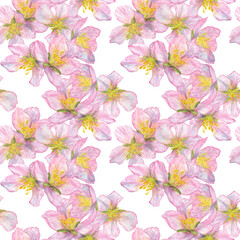 Fototapeta na wymiar Watercolor illustration, delicate pattern with pink cherry blossoms on a white background.