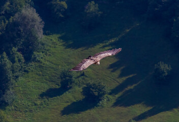 Griffon Vulture (Gyps fulvus) lives on rocky and mountainous terrain, and builds nests on rocks.
