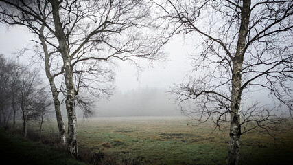  Birken im Nebel