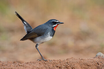 Obraz premium happy grey bird with red marking on its chin wagging tail high while looking for meal on dirt soil, chinese rubythroat