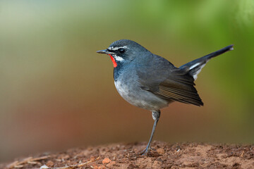 male of Chinese rubythroat (calliope tscebaiewi) during its migratory trip to thailand in winter