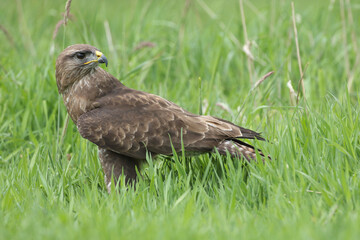 A portrait of a Common Buzzard in a meadow
