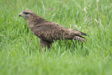 A portrait of a Common Buzzard in a meadow
 