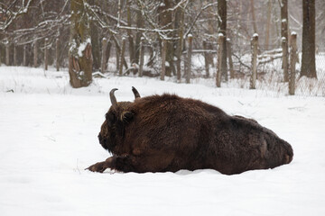 An auroch lies in the winter forest