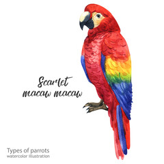 scarlet macaw macaw.Watercolor cute parrot. Watercolor cute animal. Watercolor cute bird. Hand painting postcard isolated white background. birds