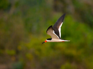 Obraz premium Black Skimmer in flight in Pantanal, Brazil