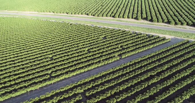Olive Plantation in Bakersfield, California. Beautiful Sunset Light. Road in Background