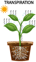 Science transpiration in plants