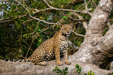 Wild Jaguar sitting on fallen tree trunk in Pantanal, Brazil © FotoRequest