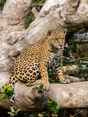 Wild Jaguar sitting on fallen tree trunk in Pantanal, Brazil
