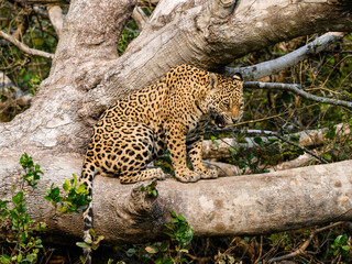 Wild Jaguar sitting on fallen tree trunk in Pantanal, Brazil