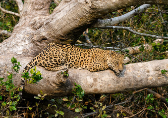 Wild Jaguar lying down on fallen tree trunk in Pantanal, Brazil