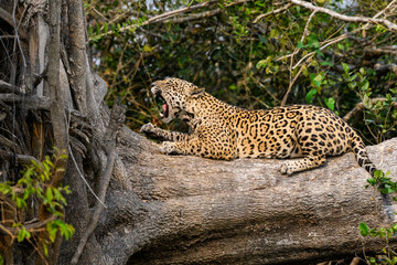 Fototapeta na wymiar Wild Jaguar lying down on fallen tree trunk and yawning in Pantanal, Brazil