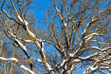 Spreading crown of an old oak tree without leaves with snow-covered branches