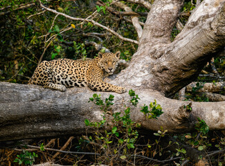 Fototapeta na wymiar Wild Jaguar lying down on fallen tree trunk in Pantanal, Brazil