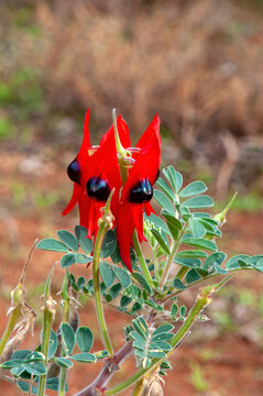 Mourquong Australia, flowering sturt's desert pea 