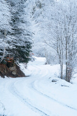 view of the beautiful mountain road in S during a foggy day, wrapped with autumn trees, winter. In the Aran Valley, Catalonia, Spain.