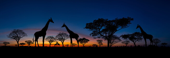 Panorama silhouette  Giraffe family and tree in africa with sunset.Tree silhouetted against a setting sun.Typical african sunset with acacia trees in Masai Mara, Kenya