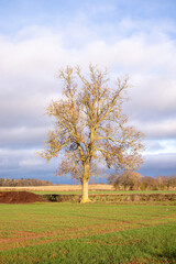 tree in the field