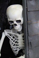 A Skeleton Figure Looking Out from a Wooden Shed.