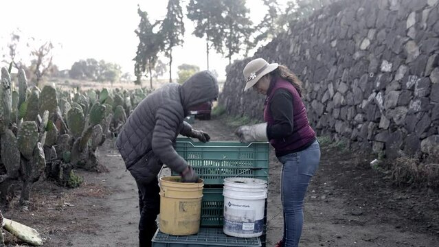 Mother and son are using gloves to stack nopales in a crate after harvesting, sunrise work