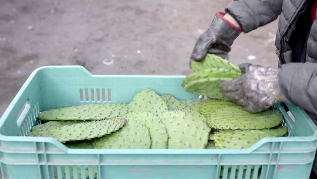 A young farmer is using gloves to stack nopales in a crate after haversting