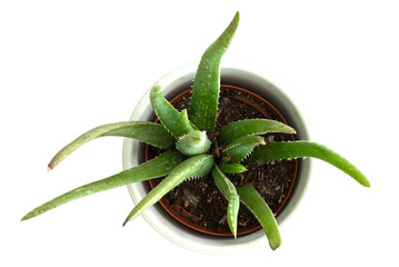 top down view of potted aloe vera plant, transparent background PNG