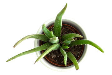 top down view of potted aloe vera plant, transparent background PNG